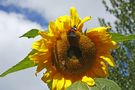 Sonnenblume mit Besuch von HD Hahne