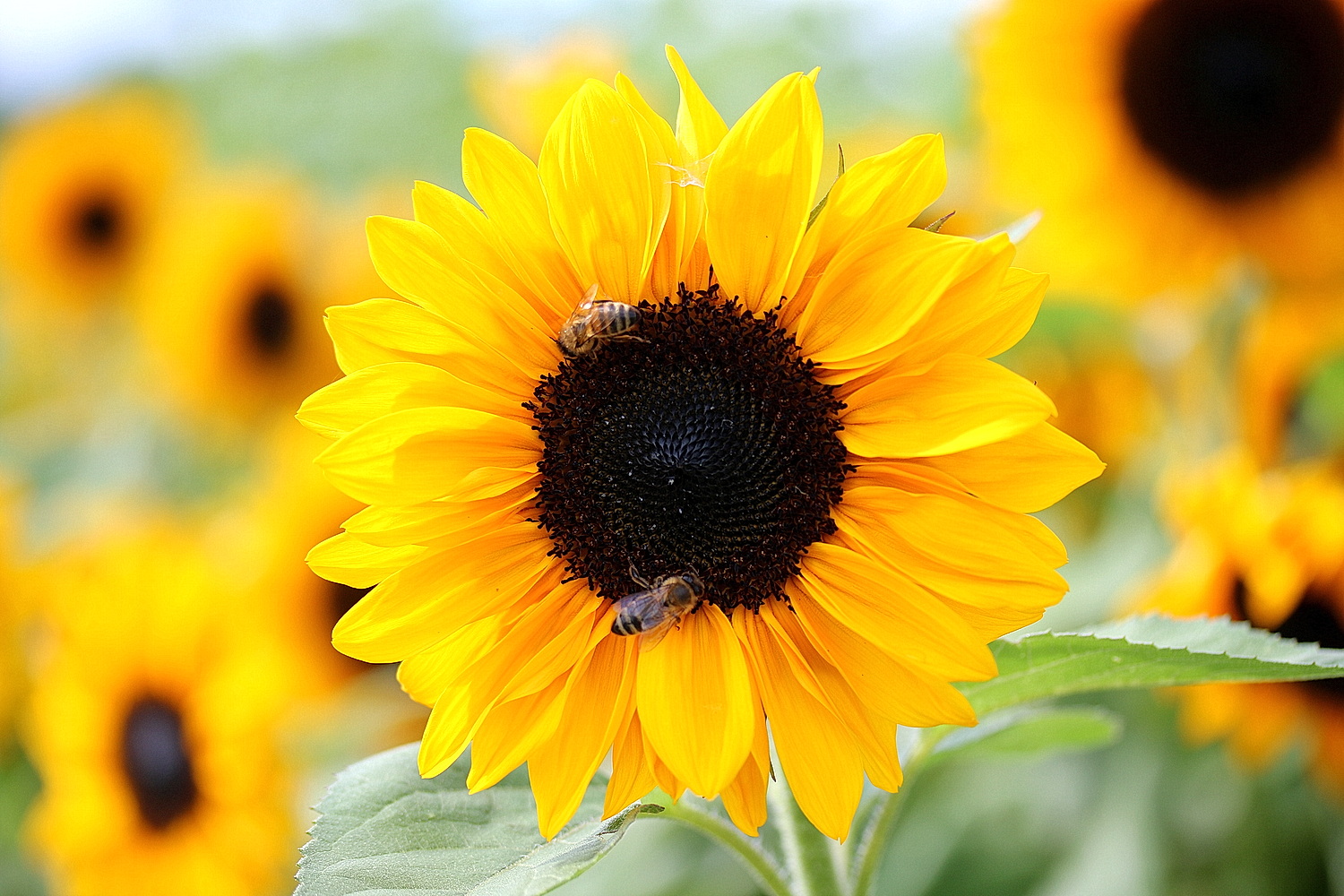 Sonnenblume mit Besuch