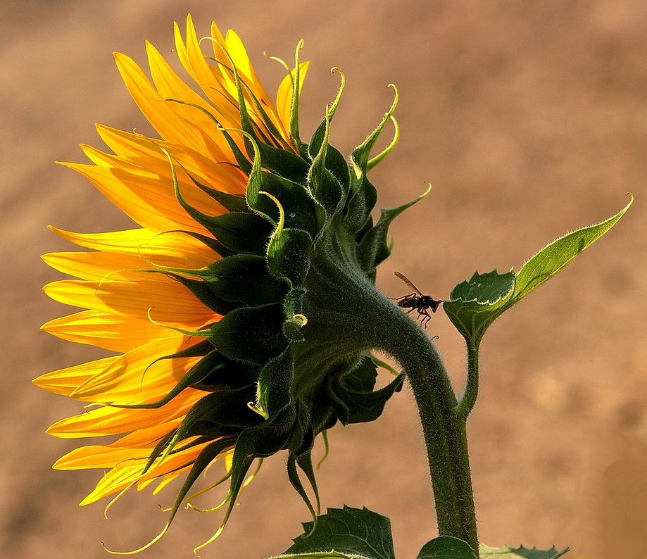 Sonnenblume mit Besuch