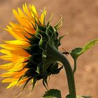 Sonnenblume mit Besuch