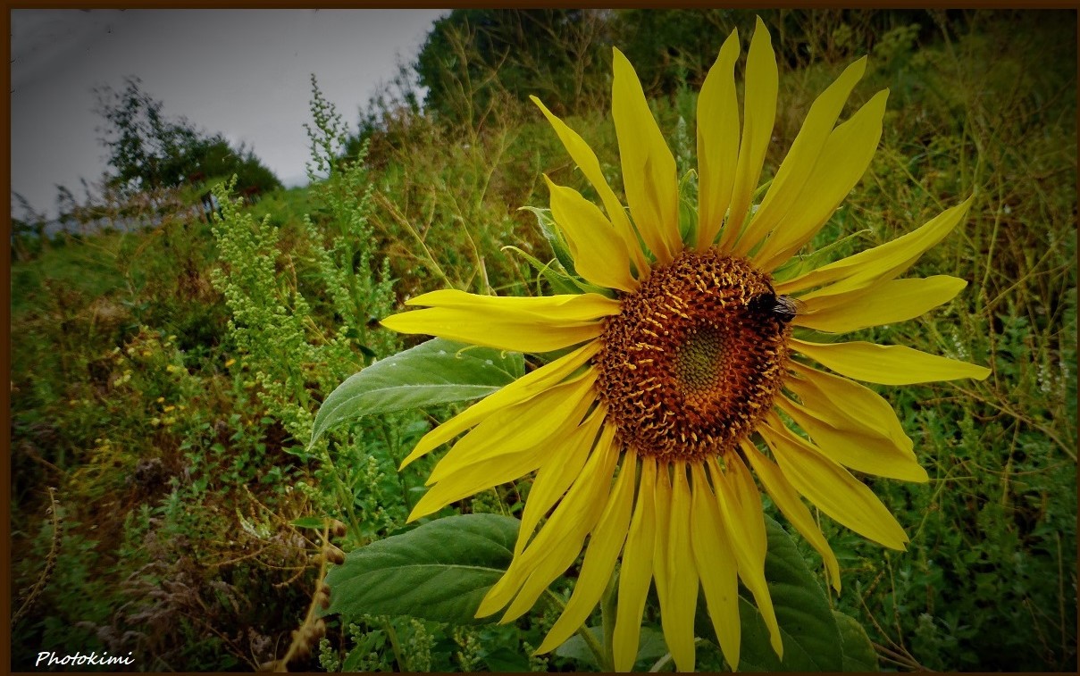 Sonnenblume mit Besuch 