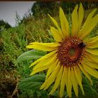 Sonnenblume mit Besuch 