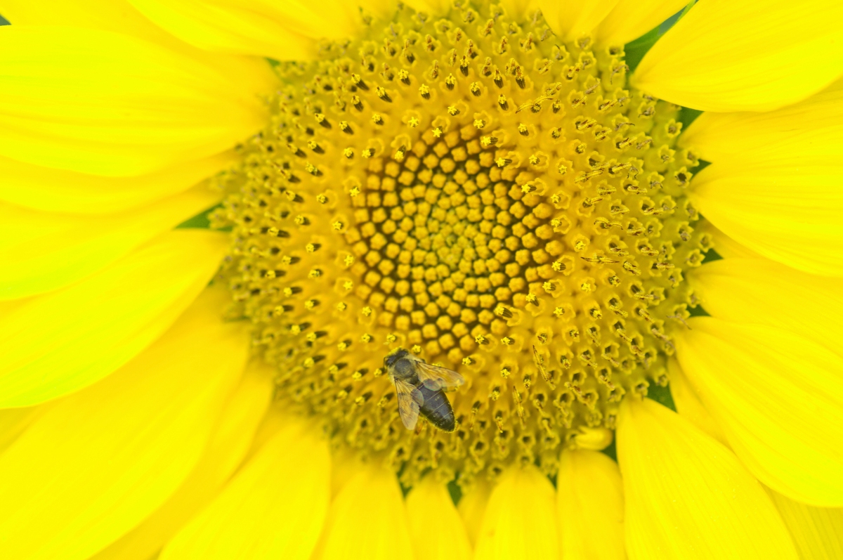 Sonnenblume mit Besuch