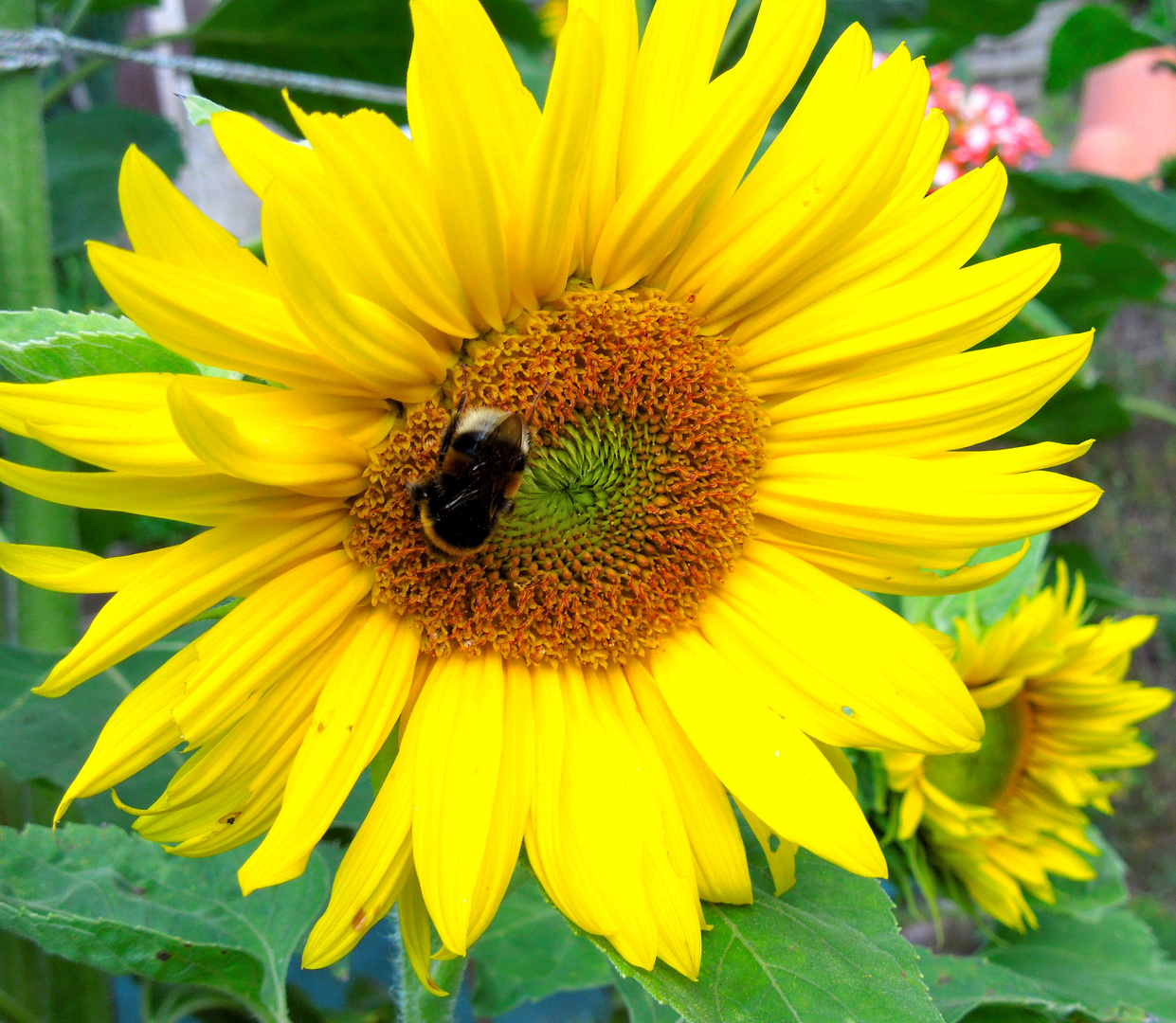 Sonnenblume mit Besuch :-)