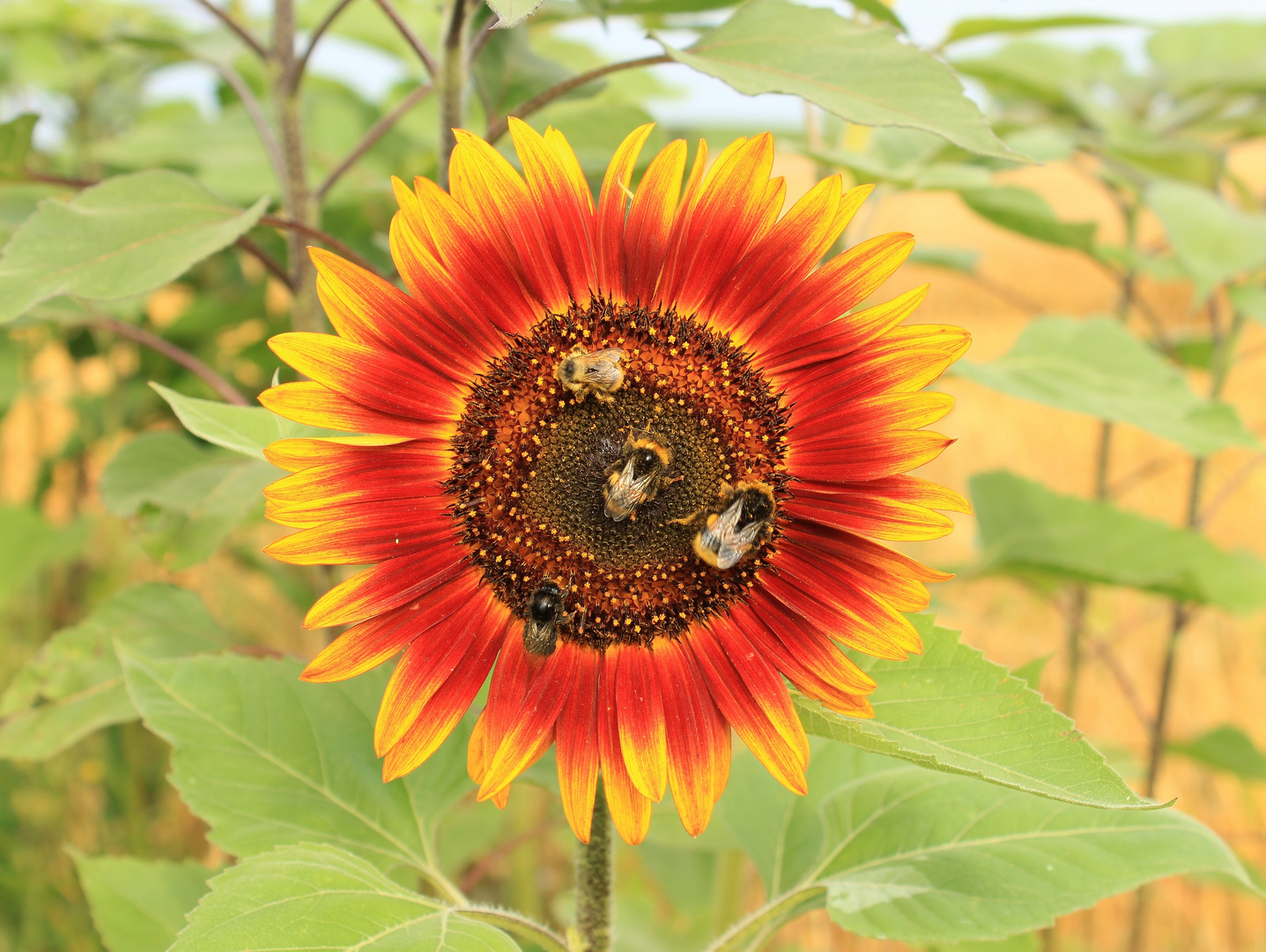 Sonnenblume mit Besuch