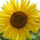 Sonnenblume mit Besuch