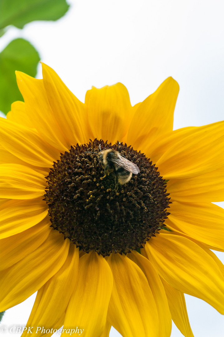 Sonnenblume mit Besucher