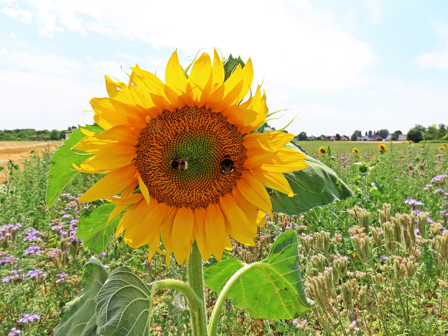 Sonnenblume mit Besucher