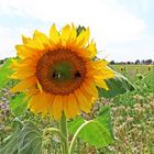 Sonnenblume mit Besucher