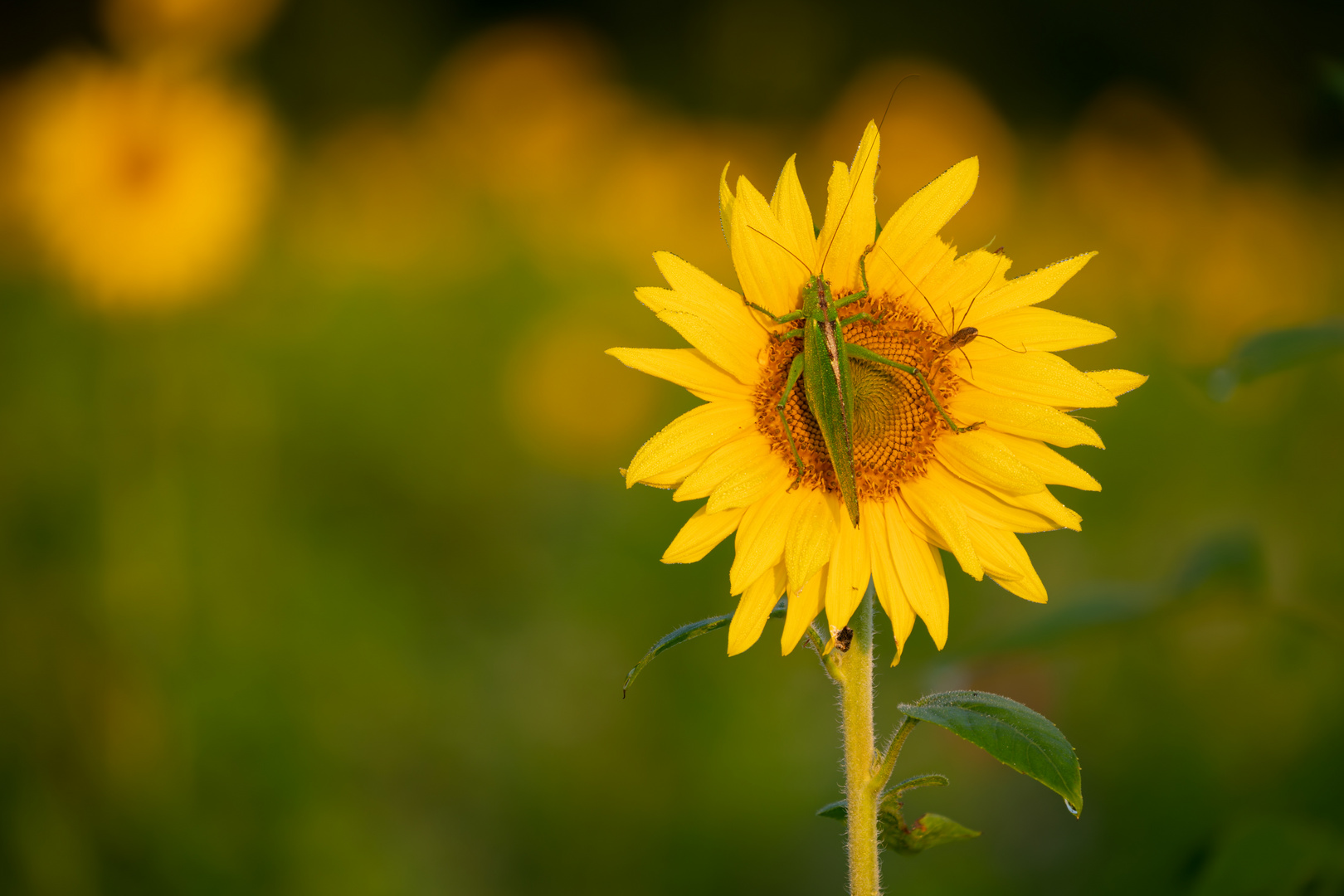 Sonnenblume mit Besucher