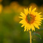 Sonnenblume mit Besucher