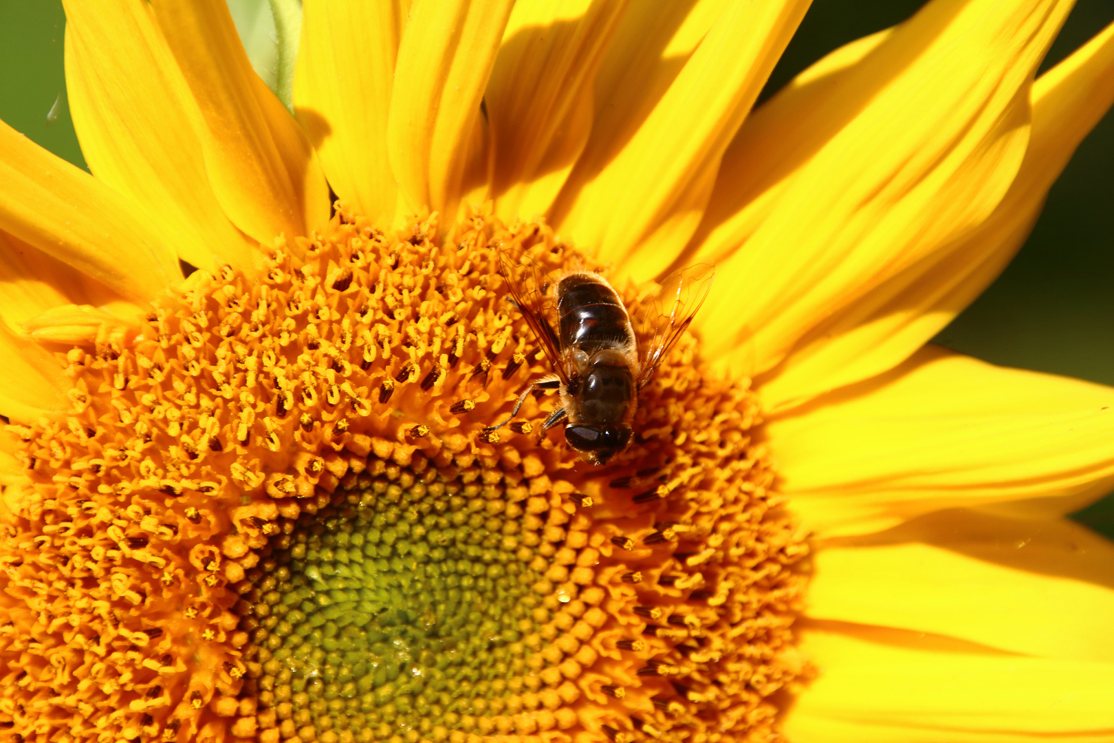 Sonnenblume mit Besucher