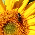 Sonnenblume mit Besucher