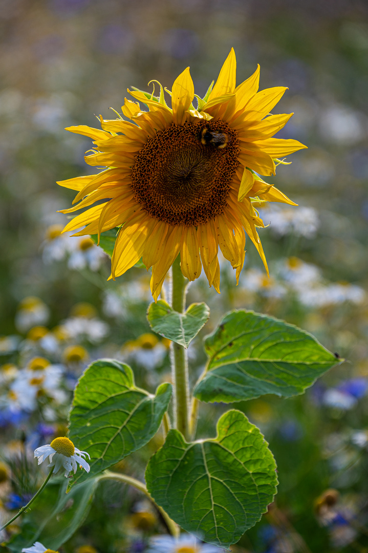 Sonnenblume mit Besucher