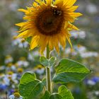 Sonnenblume mit Besucher