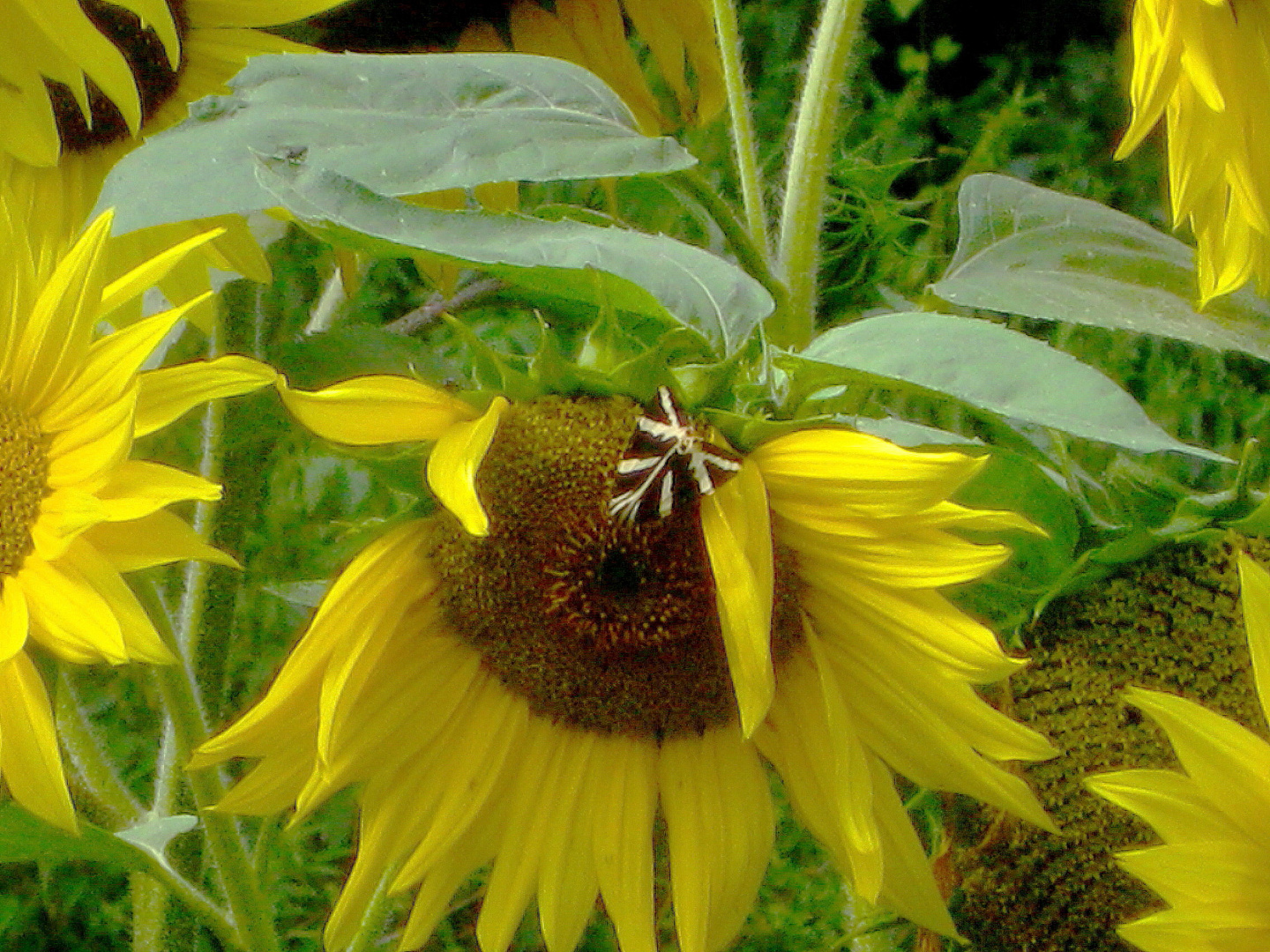 Sonnenblume mit Besucher