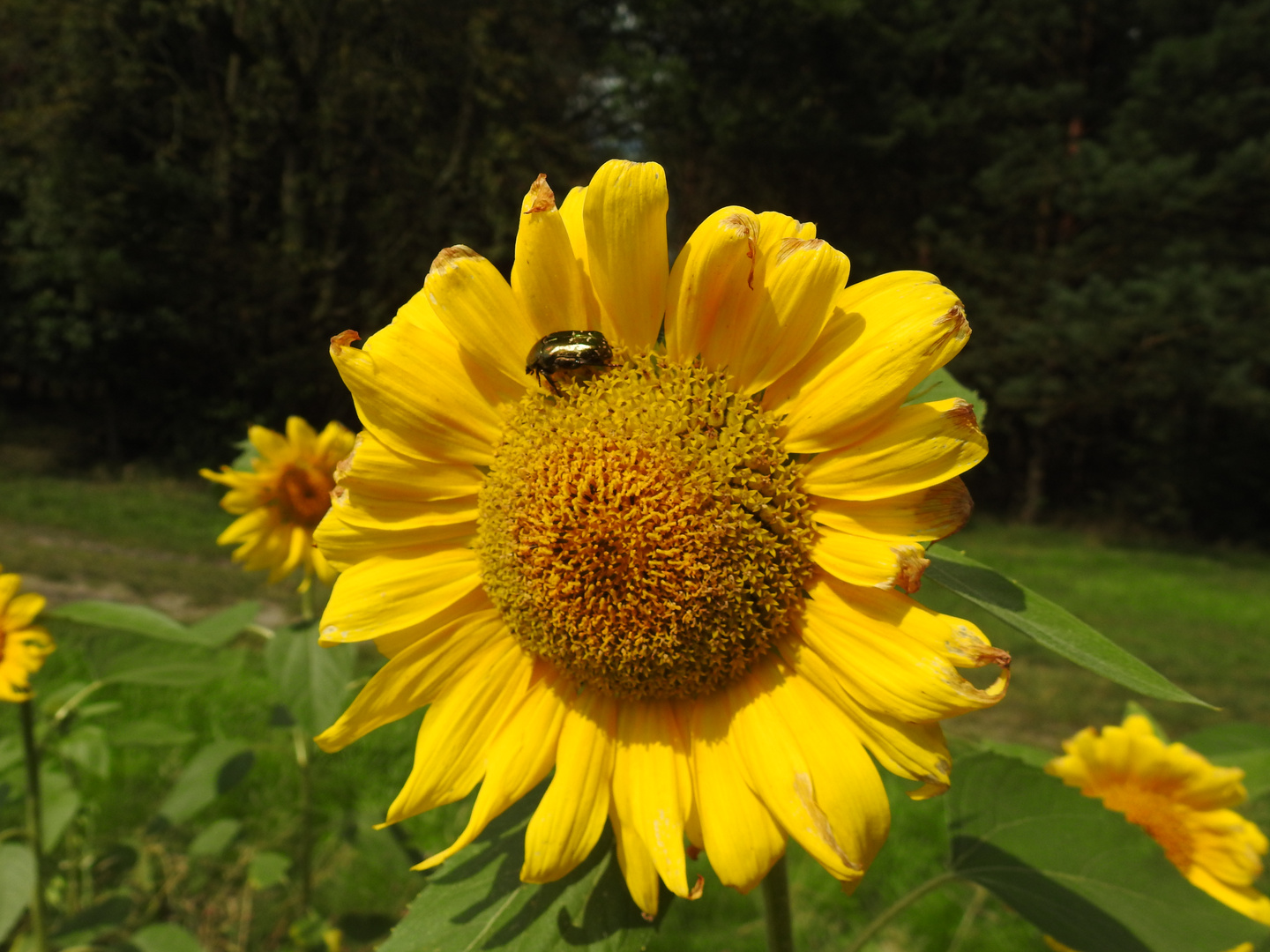 Sonnenblume mit Besucher