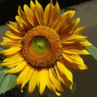 Sonnenblume mit Besucher