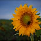 Sonnenblume mit Besucher