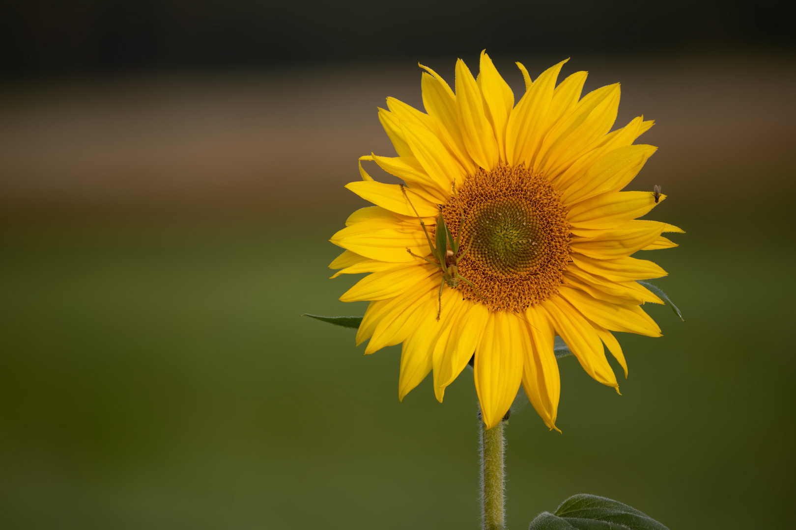 Sonnenblume mit Besucher