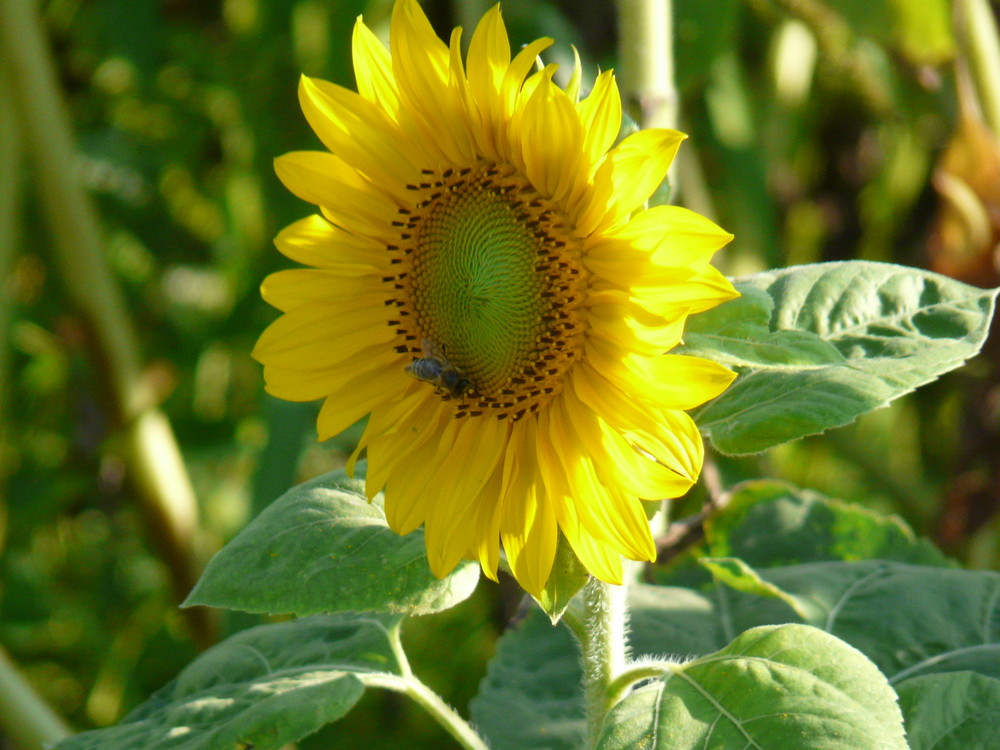 Sonnenblume mit Besucher