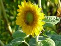 Sonnenblume mit Besucher von Renate Eisenmann 