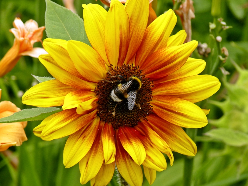 Sonnenblume mit Besucher