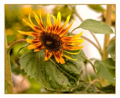 Sonnenblume mit Besucher