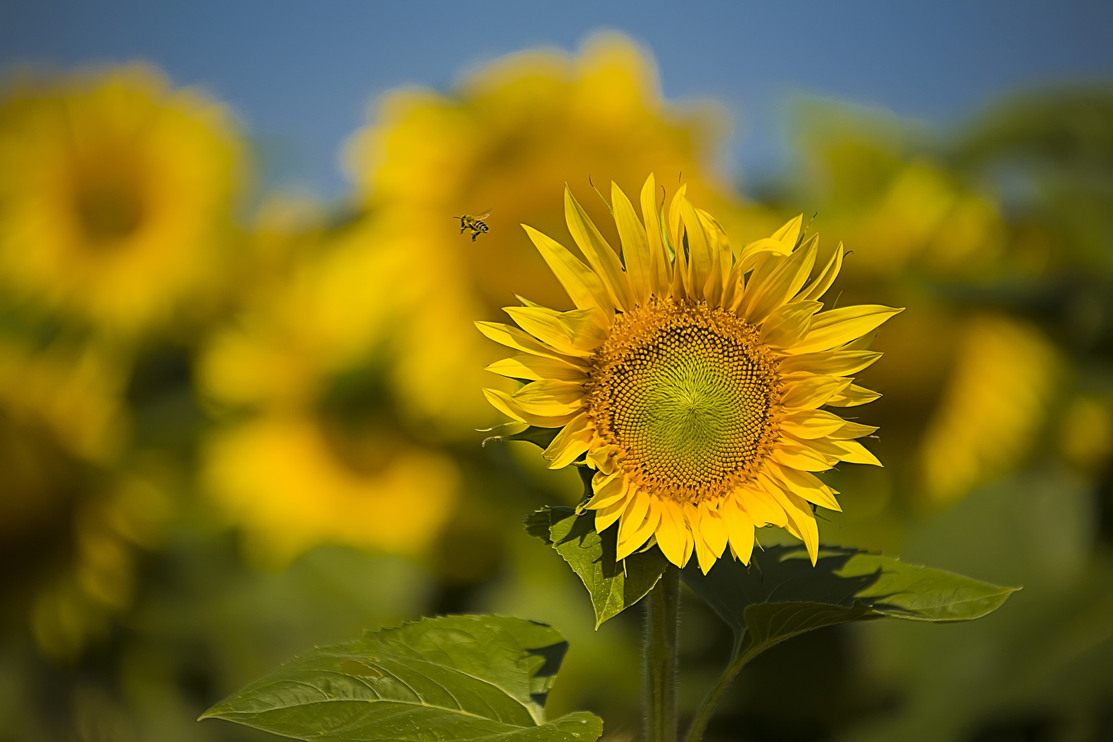 Sonnenblume mit Besucher