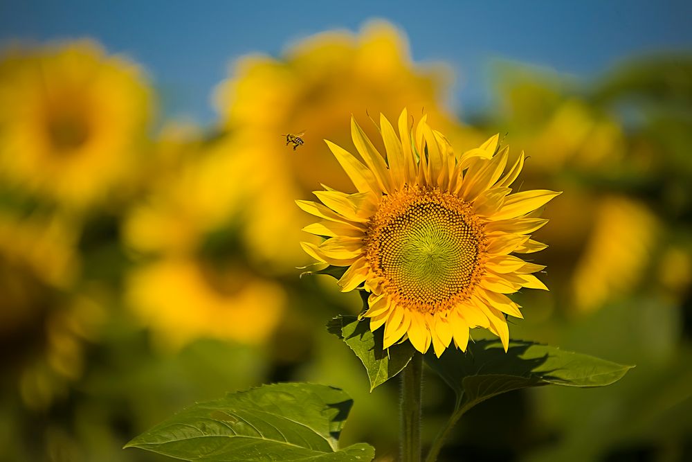 Sonnenblume mit Besucher von Blende-8 