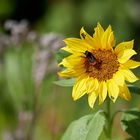 Sonnenblume mit Besucher