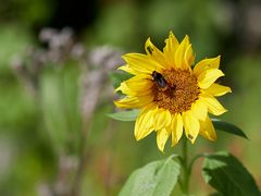 Sonnenblume mit Besucher