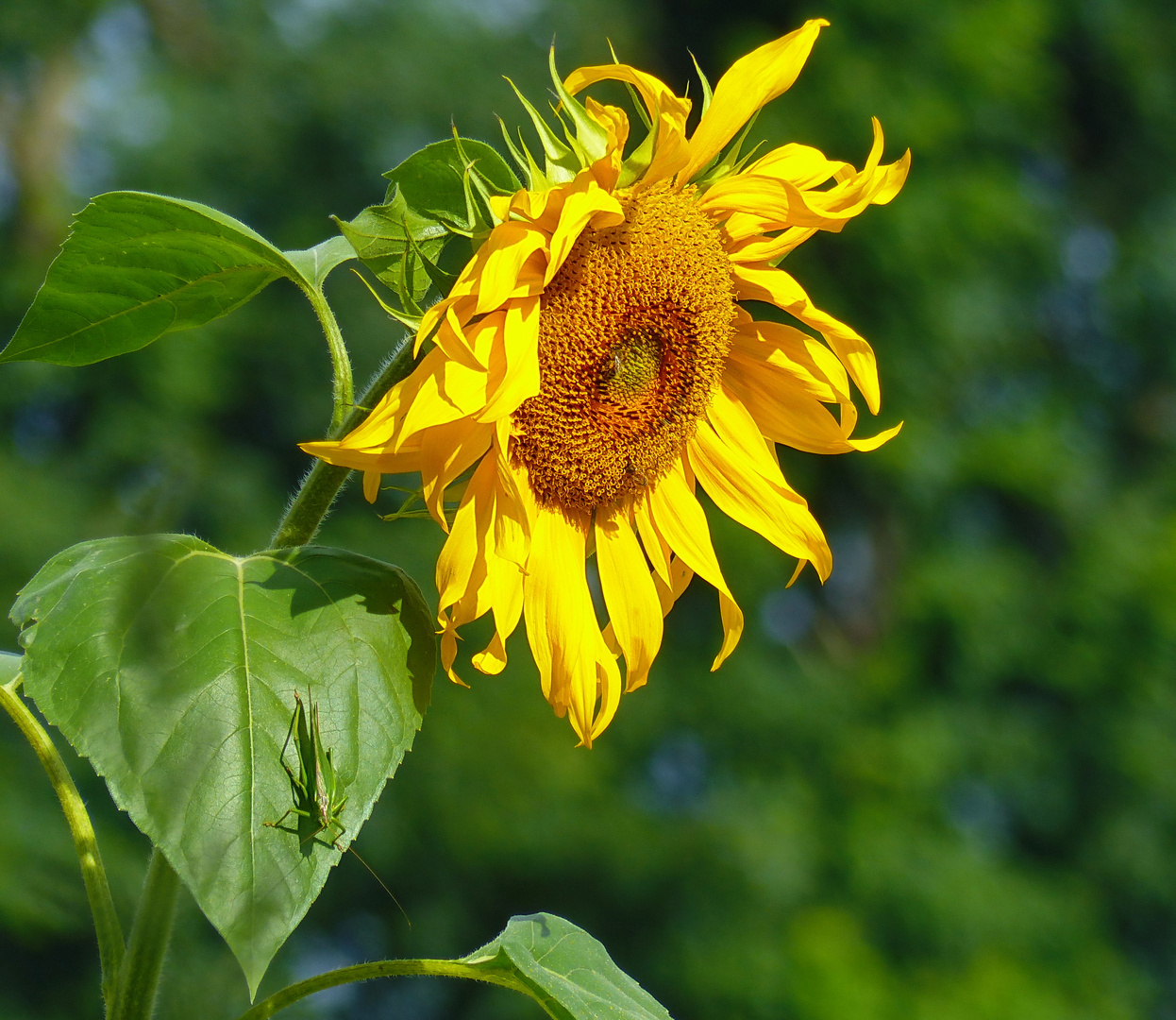 Sonnenblume mit Besucher     Mittwochsblümchen