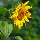 Sonnenblume mit Besucher     Mittwochsblümchen