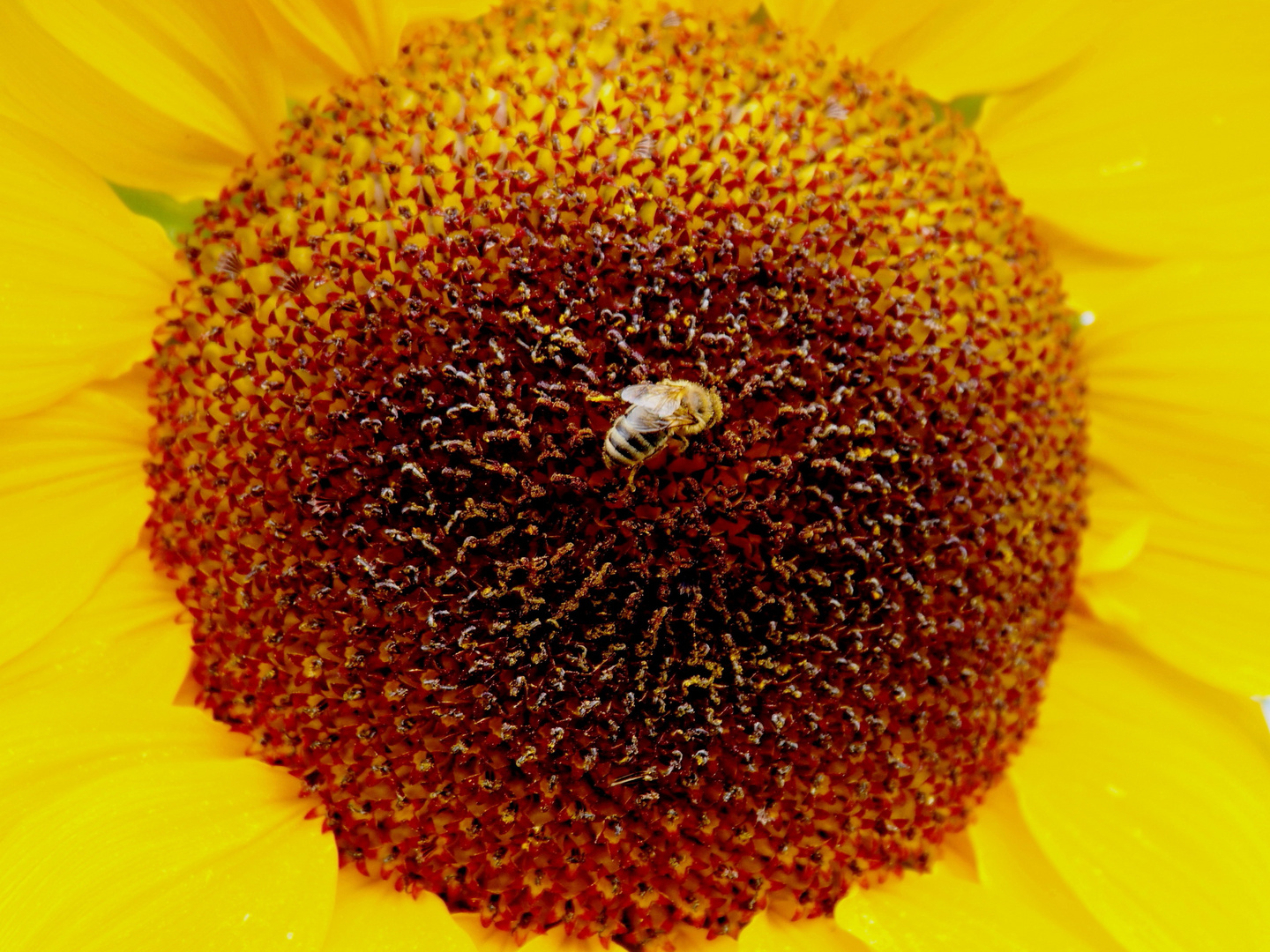 Sonnenblume mit Besucherin