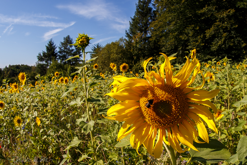 Sonnenblume mit Besucherin