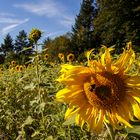 Sonnenblume mit Besucherin