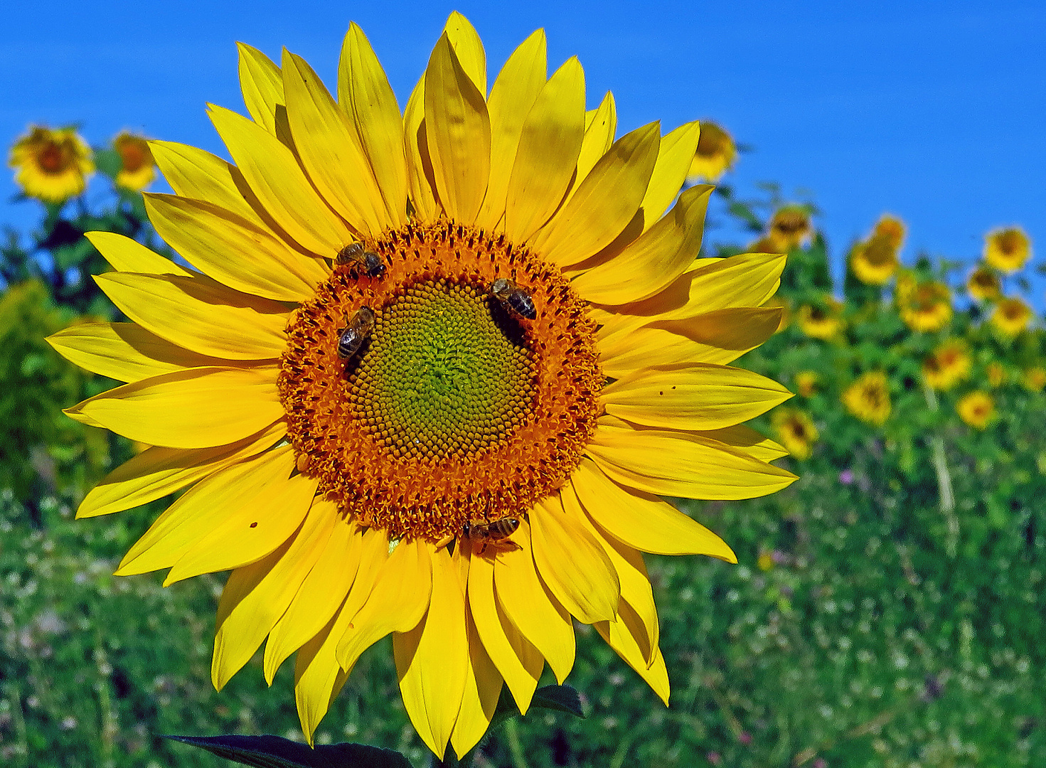 Sonnenblume mit Besucherinnen