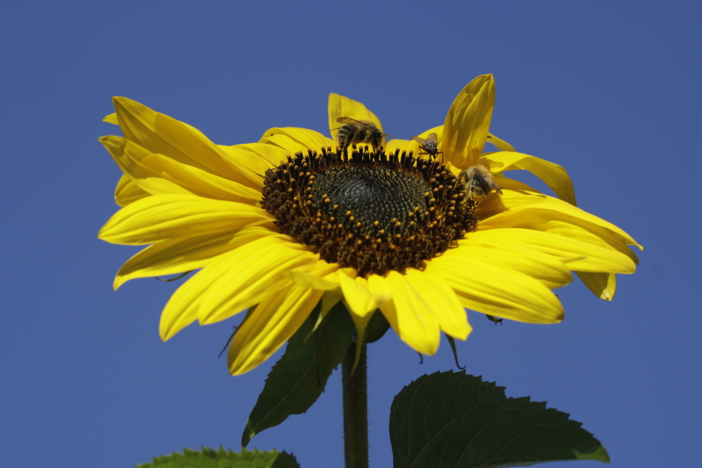 Sonnenblume mit Besuchern