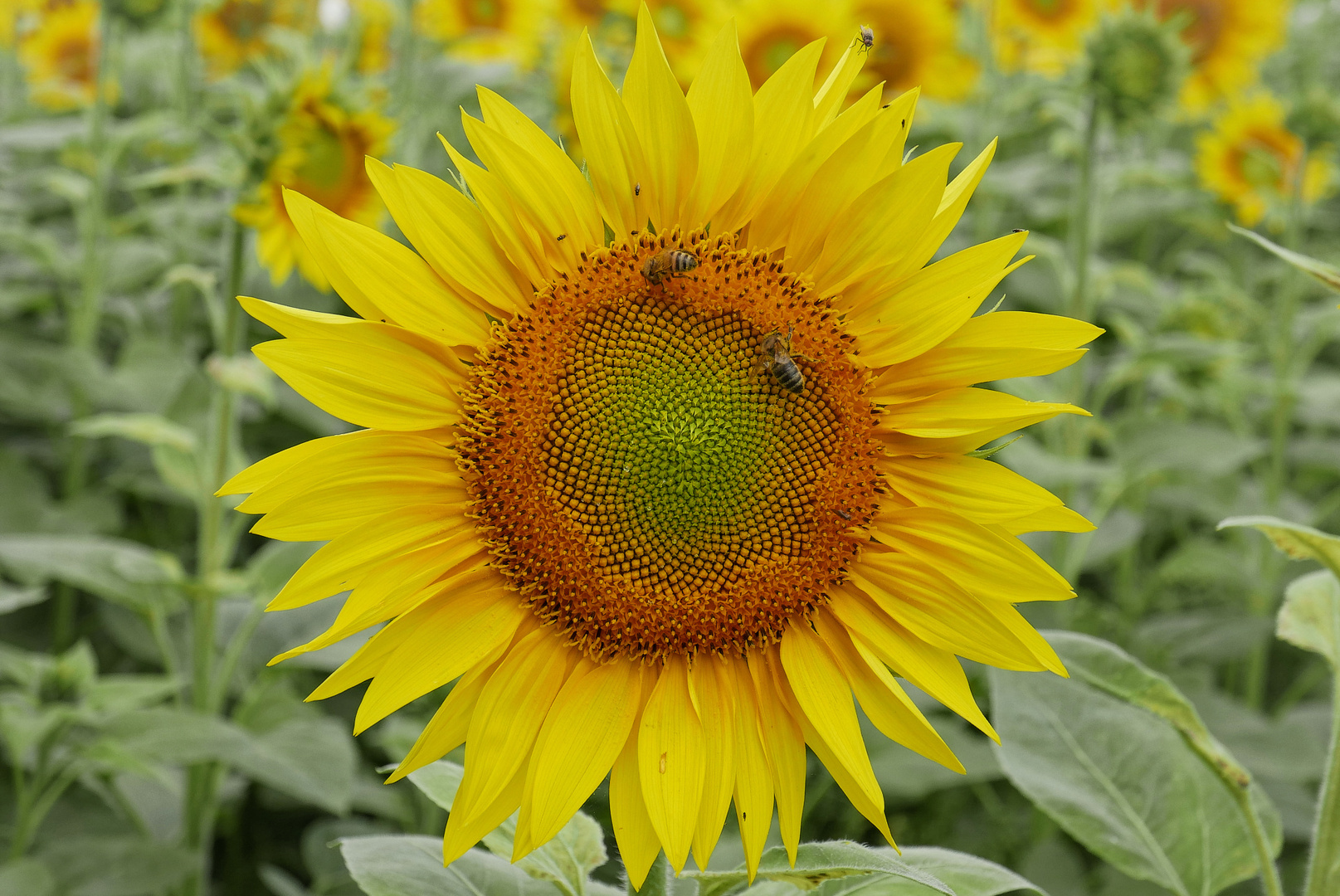 Sonnenblume mit Besuchern