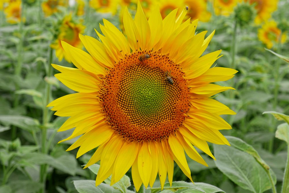 Sonnenblume mit Besuchern