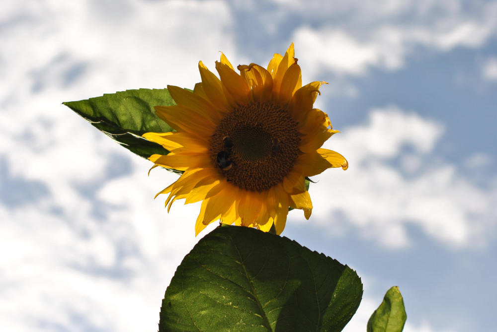 Sonnenblume mit Besuchern