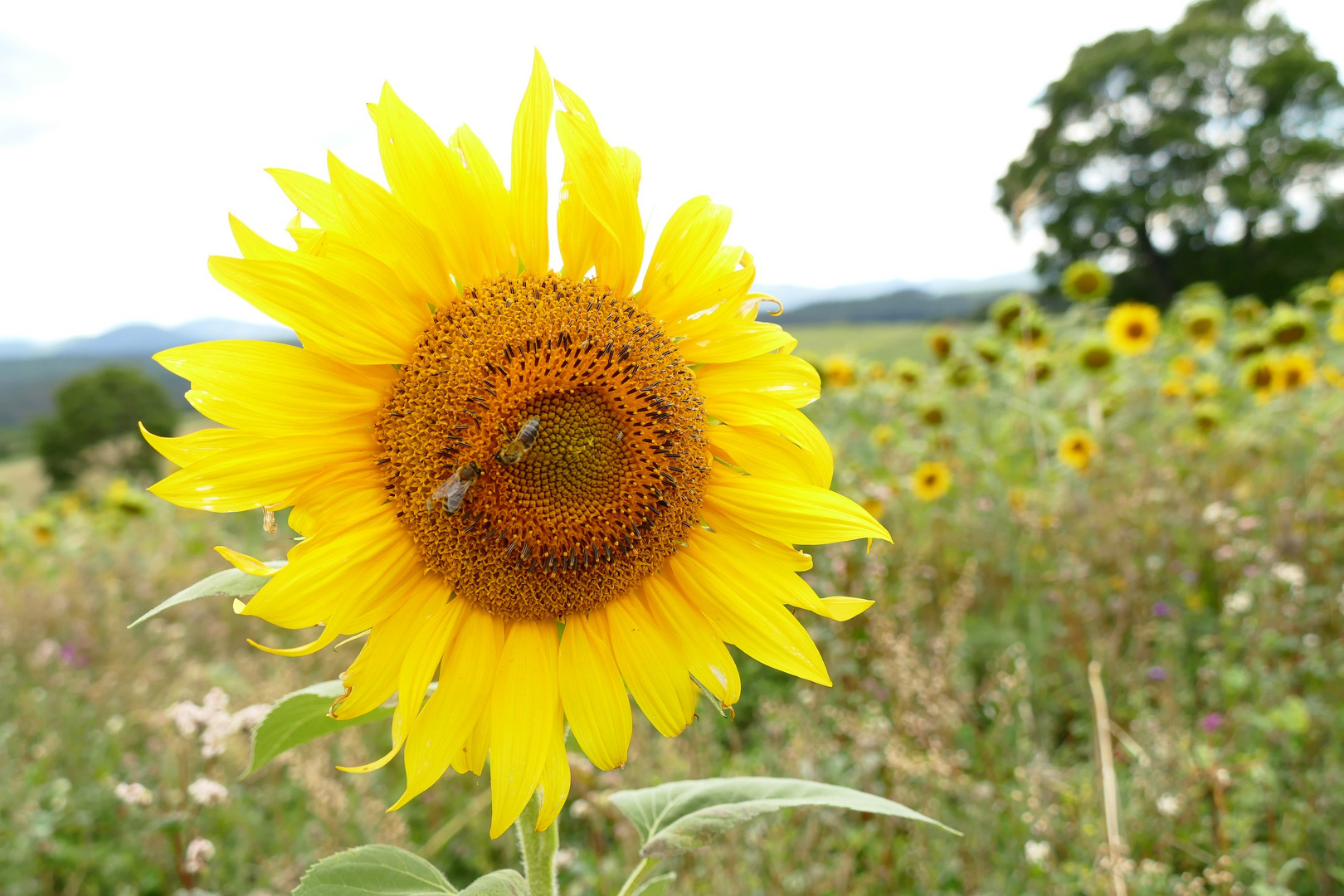 Sonnenblume mit Besuchern