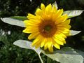 Sonnenblume mit Bienchen von BineGrimm 