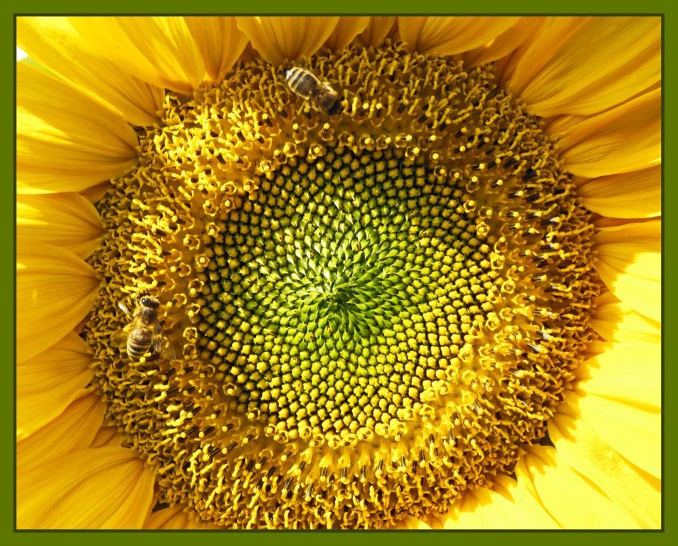 Sonnenblume mit Bienchen