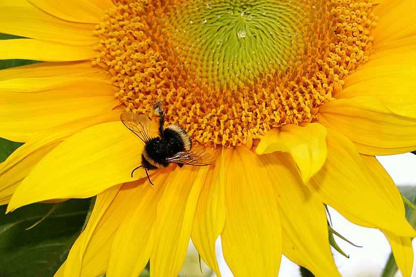 Sonnenblume mit Bienchen ..