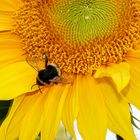 Sonnenblume mit Bienchen ..