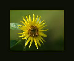 Sonnenblume mit Biene 