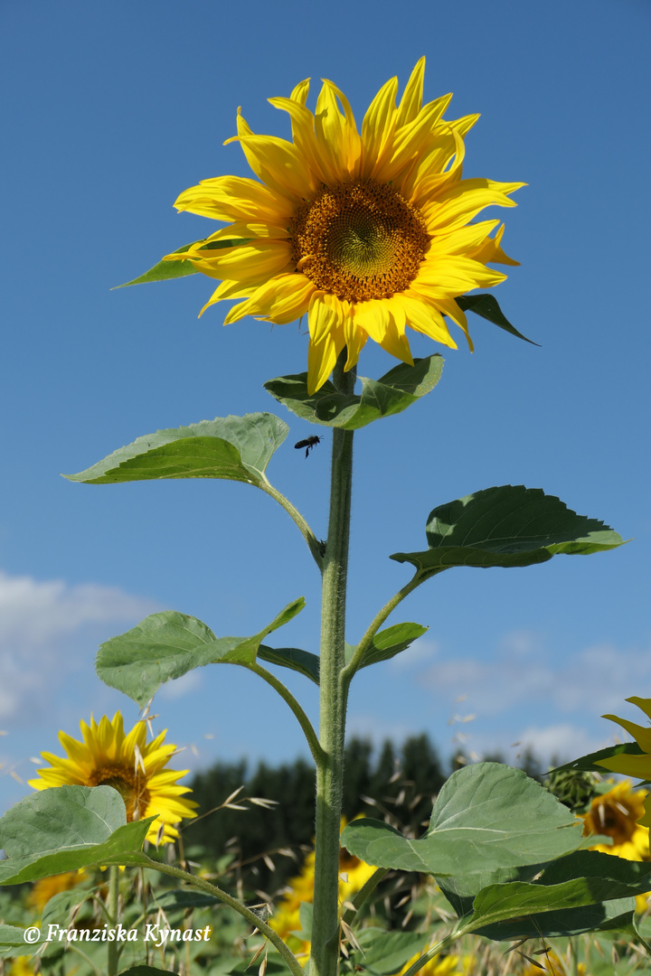 Sonnenblume mit Biene