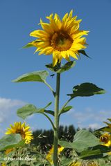 Sonnenblume mit Biene